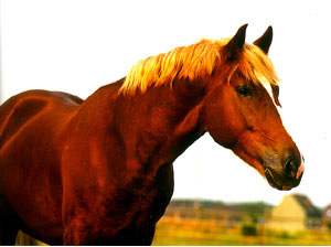  CAL RUSESC DE MARE TRACTIUNE\